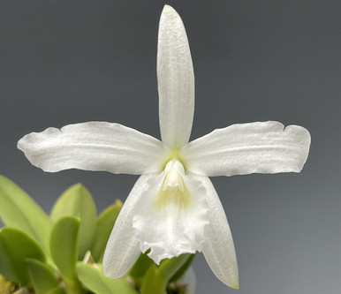 Cattleya walkeriana var. semi-alba 'Tokyo No.1' SM/JOGA (Perola 