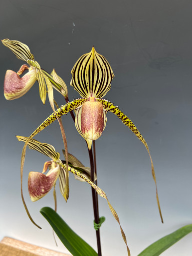 Paph. Silvara 'Silver Moon' - Divisions (Sungrove x F C Puddle 