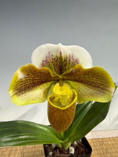 【macho】P. hillii Aor Chao spore #1 HP515c Paph. lowii | hvsite