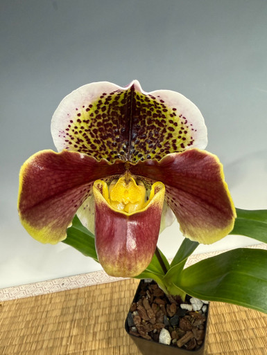 Paph. Enzan Dragon x Enzan Sholt - Complex Bulldog
