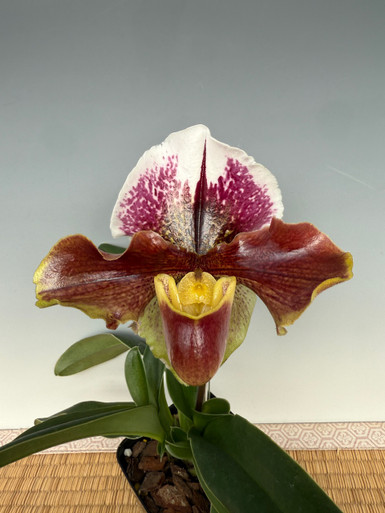 Paph. Enzan Pontoon 'Kuwano' x Enzan Motoo - Complex Bulldog