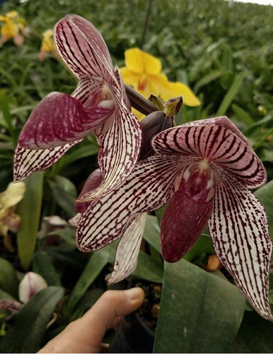 Paph. rothschildianum '2nd Dimension' x (James Bacon x Tokyo Black Knight)
