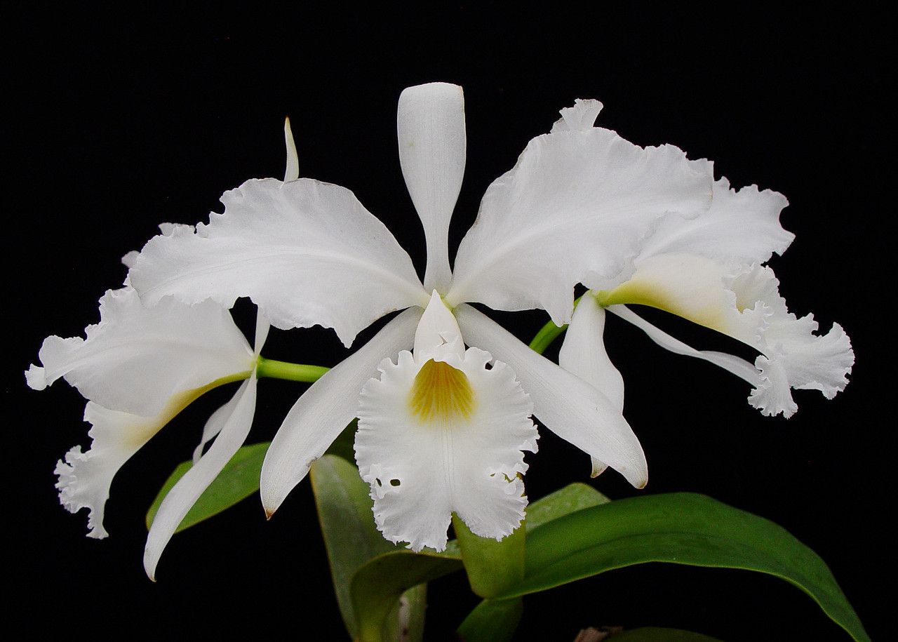 Laelia tenebrosa (4N) ('Dark Splendor' (4N) x 'Spectacular' (4N
