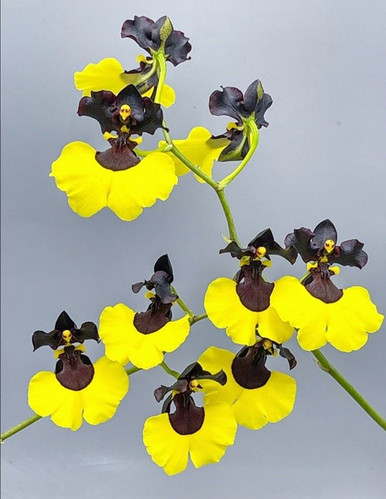 Gomesa Jiaho Queen 'Jia Ho' FCC/AOS