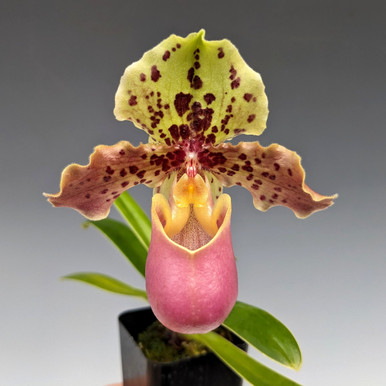 Paph. henryanum 