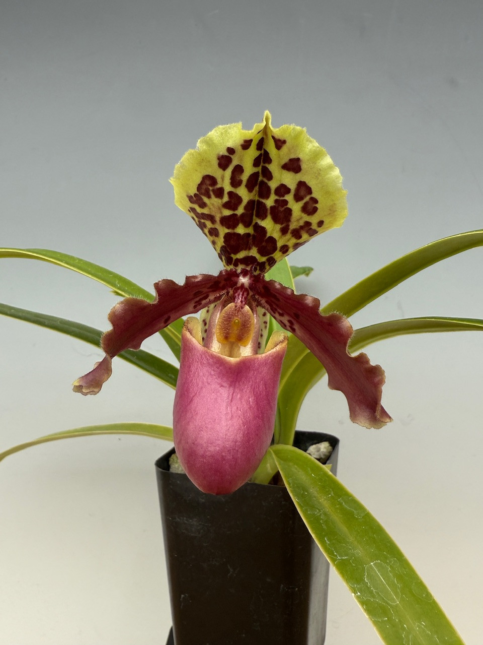 Paph. henryanum