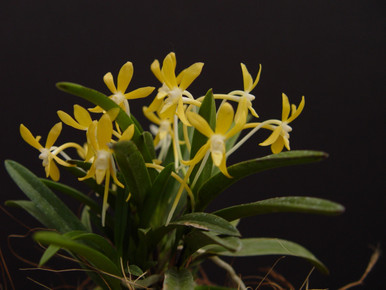 Neofinetia falcata hybrid 'Kisuzume' 黄雀