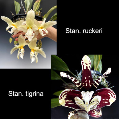 Stanhopea ruckeri x tigrina
