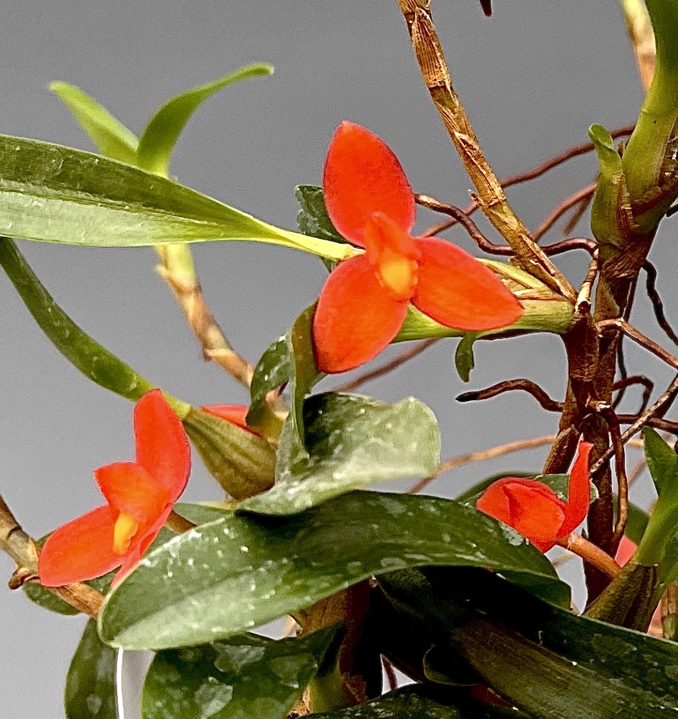 Phcal. Centauri (Cal. vestita x Phaius tankervilleae) - OrchidWeb