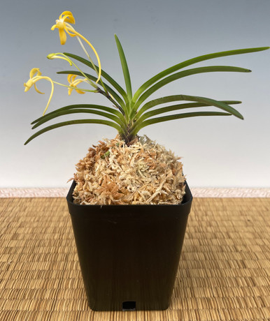 Neofinetia falcata hybrid 'Kibana Fuuran' select 黄花風蘭