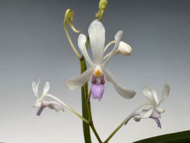 Neofinetia falcata ('Tamakongo' 玉金剛 x 'Kutsuwamushi' 轡虫