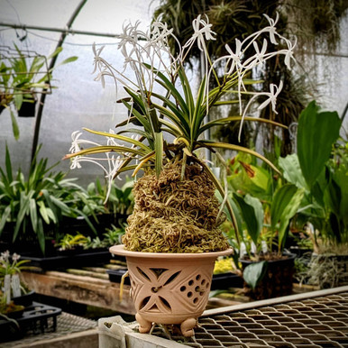 Neofinetia falcata 'Hassen' 八扇