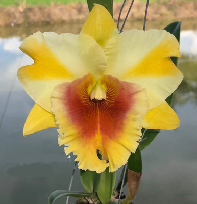 Blc. Toshie Aoki 'Pizzaz' AM/AOS (Blc. Faye Miyamoto x Blc