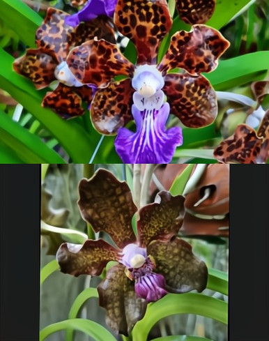 Papilionanda Paksorn Fragrance x Vanda Kultana Fragrance 