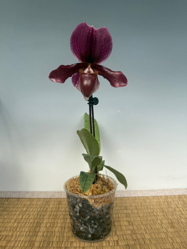 Paph. charlesworthii x Shin-Yi Heart
