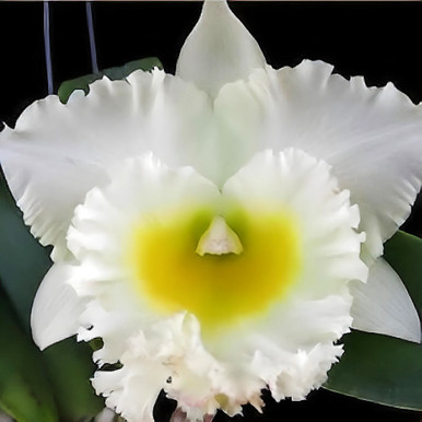 Rlc. Siam White 'The Best'