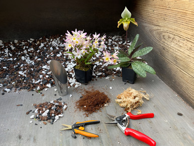 Repotting Basics - In Person Workshop - Saturday 7/12/25 - 10:30 AM - 12:00 PM