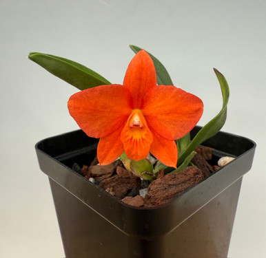 Sophronitis Orbiter