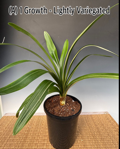 Clowesia Rebecca Northen 'Mikabi' (Grace Dunn x rosea