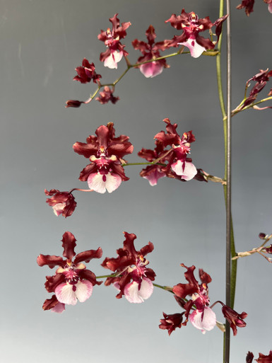 Oncidium Sharry Baby 'Sweet Fragrance' AM/AOS 