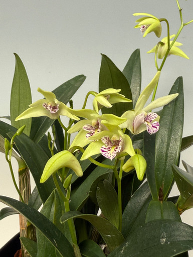 Dendrobium Hamana Smile 'Early Bird'