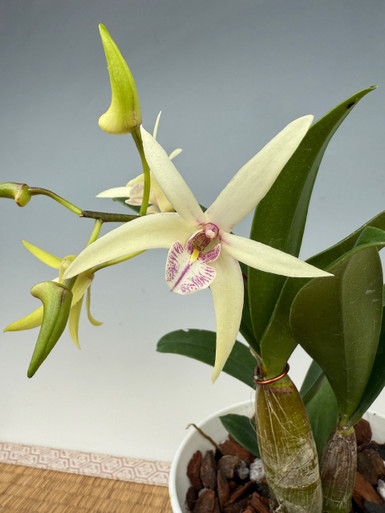 Dendrobium Sunny Vista x Dunokayla