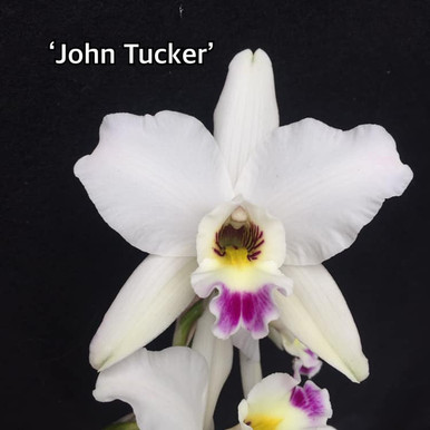 Laelia anceps var dawsonii