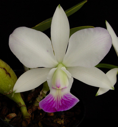 Cattleya walkeriana semi-alba 'Jerry's Pick'