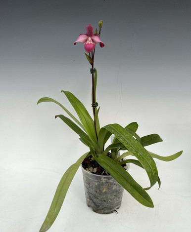 Phrag. Pink Opal