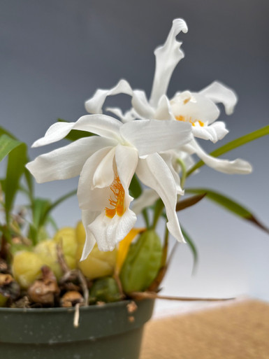 Coelogyne cristata v. grandiflora