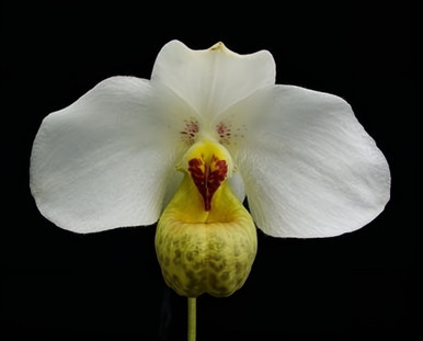 Paph. emersonii