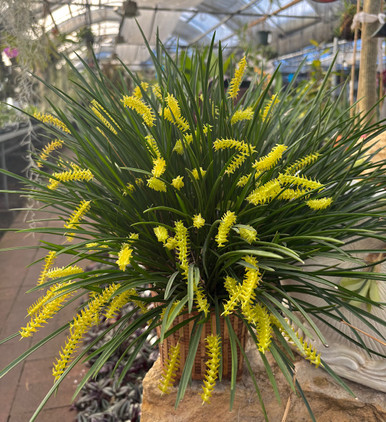 Dendrochilum wenzelii - Yellow Form 