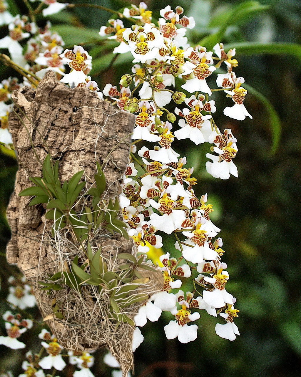 Tolumnia variegata - rooted on cork slabs