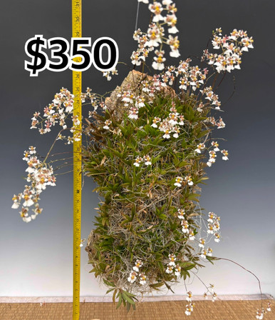 Tolumnia variegata - rooted on cork slabs
