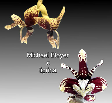 Stanhopea Michael Bloyer x tigrina 