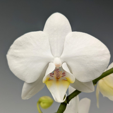 Phal. aphrodite var. formosana (Varigated)