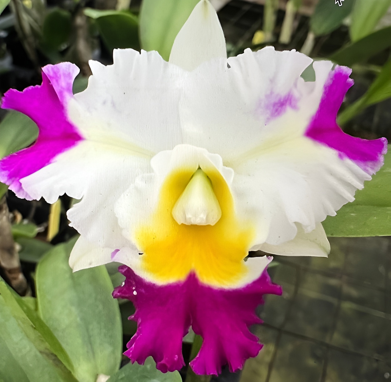 Rlc. David Matsuura 'Paradise'