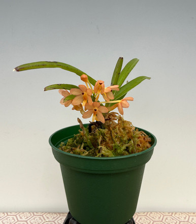Vanda Tangerine Blush
