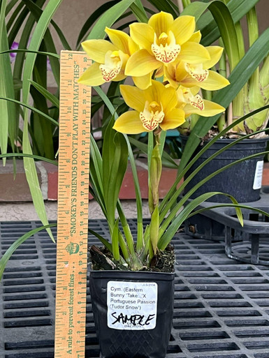 cyama cyama Cymbidium Enzan Forest 'Majolica 2' (Kusuda Shining x Yamba