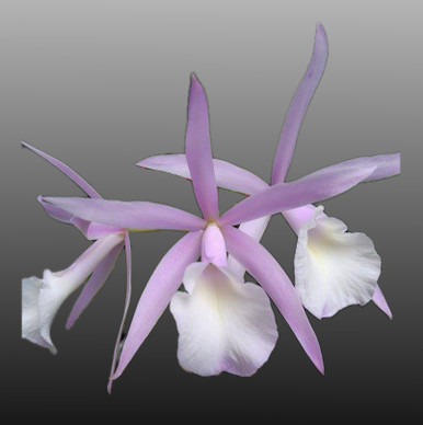 Blc. Toshie Aoki 'Pizzaz' AM/AOS (Blc. Faye Miyamoto x Blc