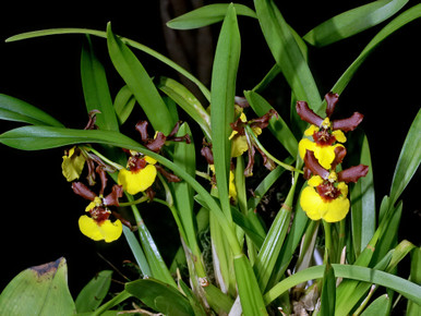 Gomesa croesus