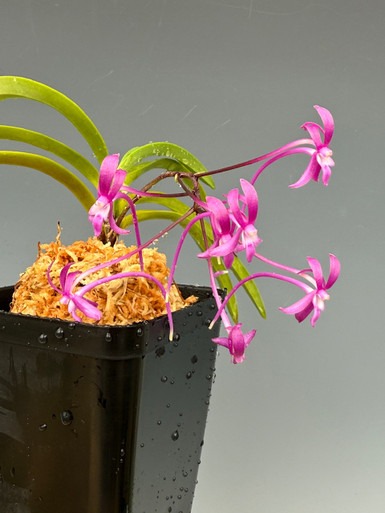 Neofinetia falcata 'Jangjahong' 長紫紅 - Individual Listing