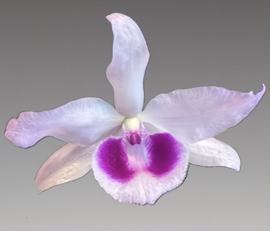 5 Dollars (Dendrobium Crumenatum) - Singapore – Numista