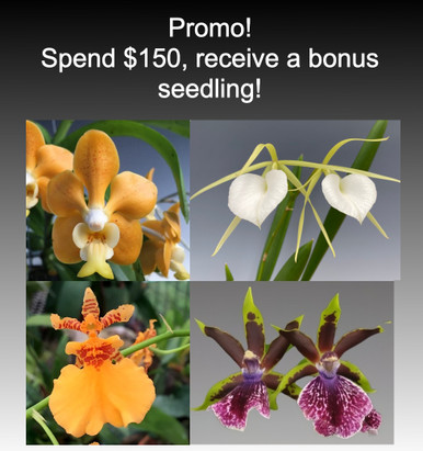 May 23 through 25 Bonus Promo Plant