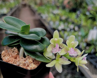 Sedirea japonica 'Seigyokudaruma' 