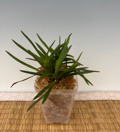 Neofinetia falcata 'Tosaharisho' 土佐針白
