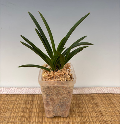 Neofinetia falcata 'Shouzan' 象山