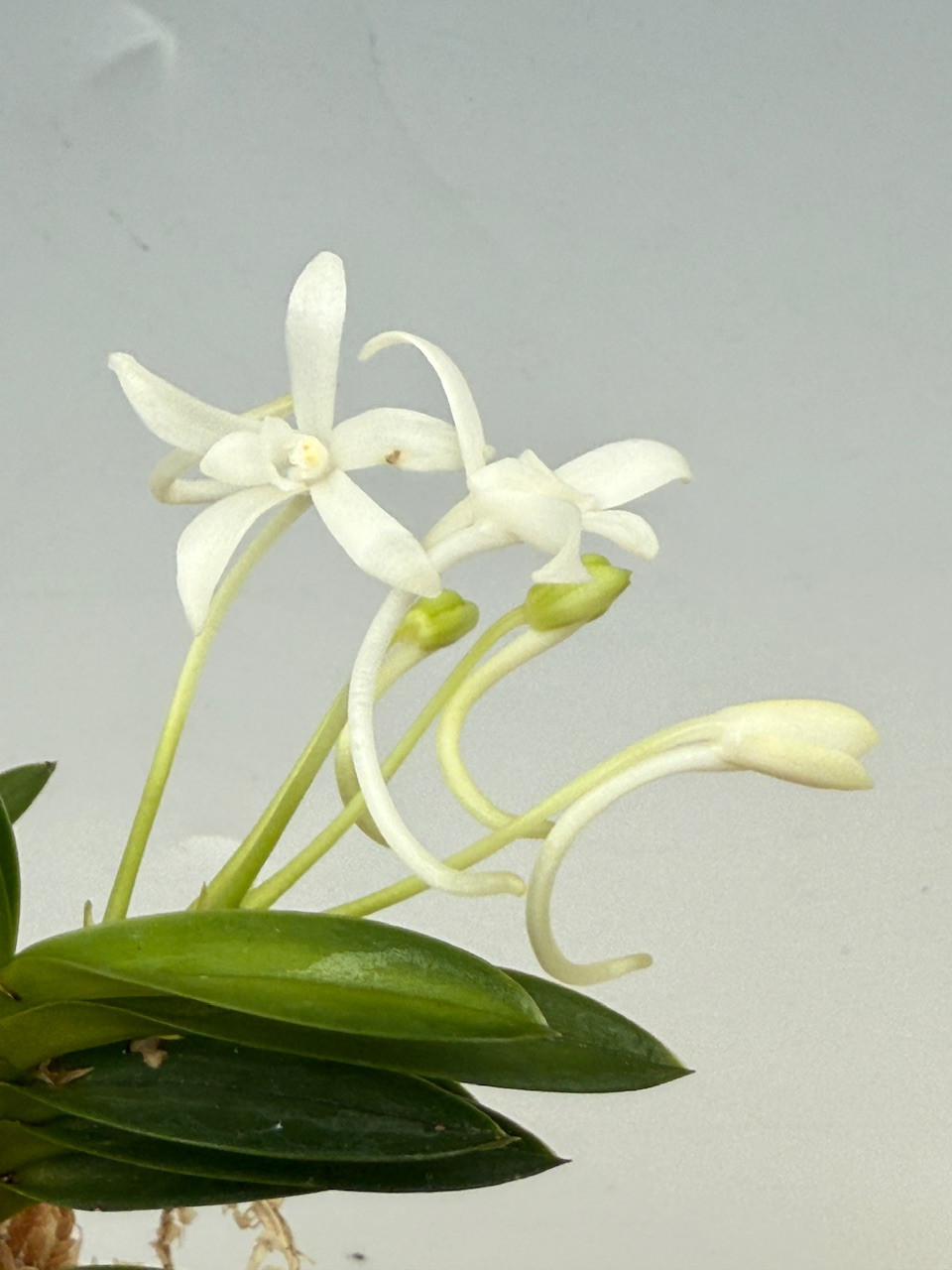 Neofinetia falcata 'Aojiku Shitakiri Suzume' 青軸舌切離雀 - OrchidWeb