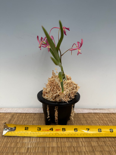 Neofinetia falcata 'Koufuukogane' 紅楓黄金 - Individual Listing