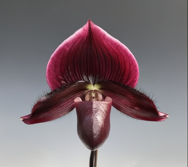Paph. Maudiae - Vinicolor